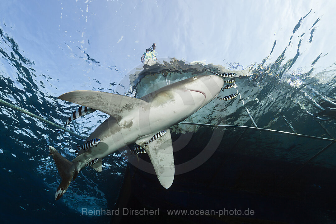 Weissspitzen-Hochseehai unter Safariboot, Carcharhinus longimanus, Brother Islands, Rotes Meer, Aegypten