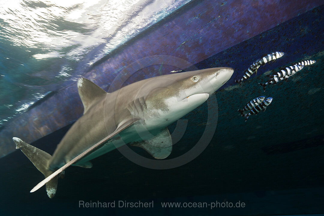 Weissspitzen-Hochseehai unter Safariboot, Carcharhinus longimanus, Brother Islands, Rotes Meer, Aegypten