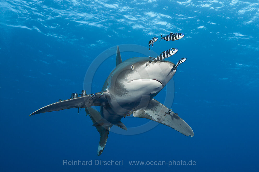 Weissspitzen-Hochseehai, Carcharhinus longimanus, Brother Islands, Rotes Meer, Aegypten