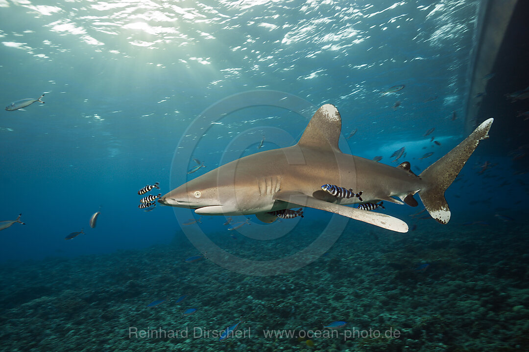 Weissspitzen-Hochseehai, Carcharhinus longimanus, Brother Islands, Rotes Meer, Aegypten