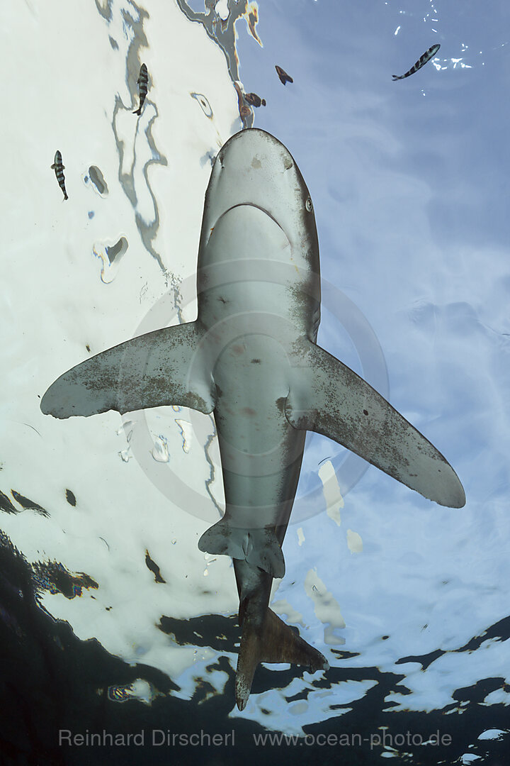 Weissspitzen-Hochseehai, Carcharhinus longimanus, Brother Islands, Rotes Meer, Aegypten