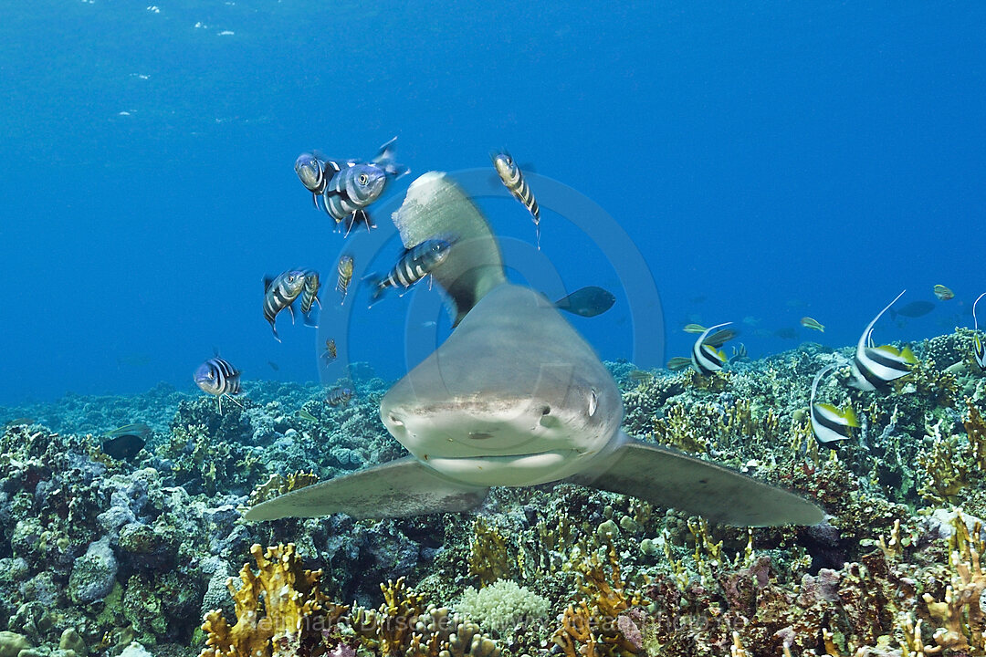 Weissspitzen-Hochseehai, Carcharhinus longimanus, Brother Islands, Rotes Meer, Aegypten