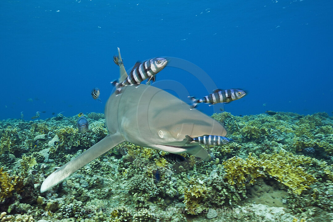 Weissspitzen-Hochseehai, Carcharhinus longimanus, Brother Islands, Rotes Meer, Aegypten