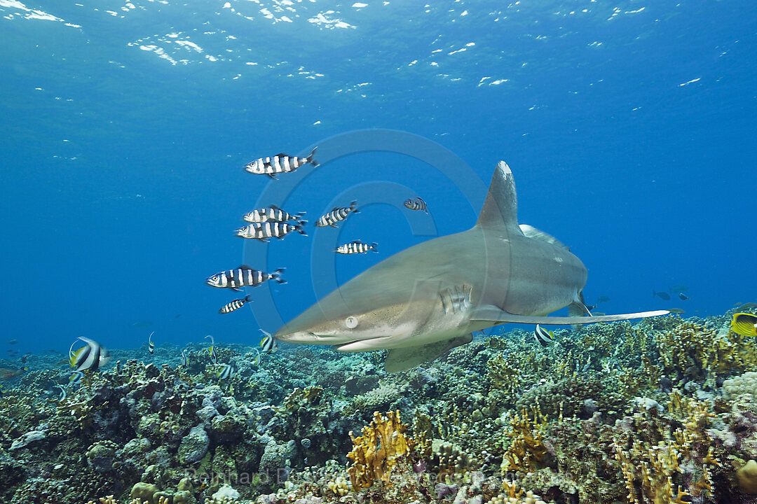 Weissspitzen-Hochseehai, Carcharhinus longimanus, Brother Islands, Rotes Meer, Aegypten