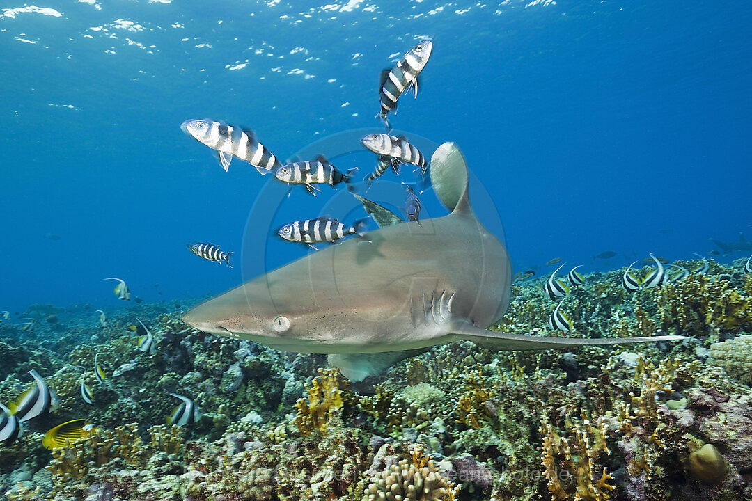 Weissspitzen-Hochseehai, Carcharhinus longimanus, Brother Islands, Rotes Meer, Aegypten