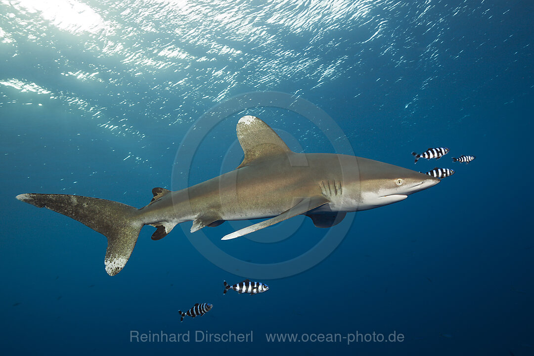 Weissspitzen-Hochseehai, Carcharhinus longimanus, Brother Islands, Rotes Meer, Aegypten