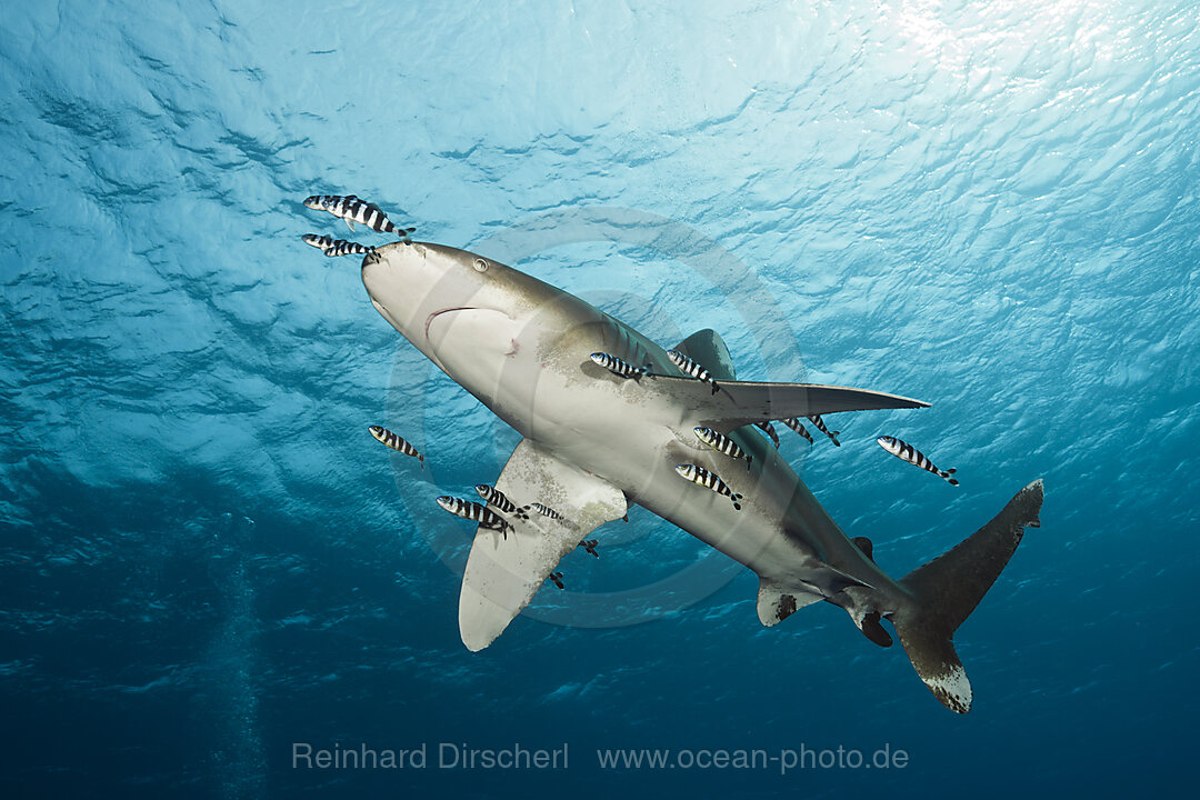 Oceanic Whitetip Shark, Carcharhinus longimanus, Brother Islands, Red Sea, Egypt