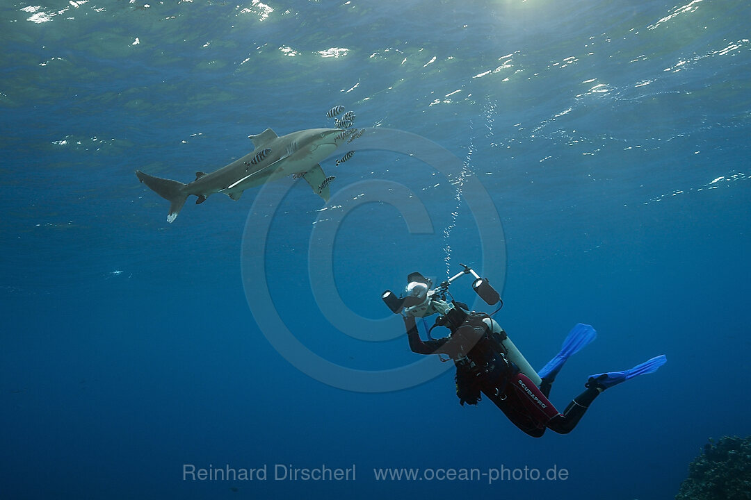 Diver taking photo of Oceanic Whitetip Shark, Carcharhinus longimanus, Brother Islands, Red Sea, Egypt