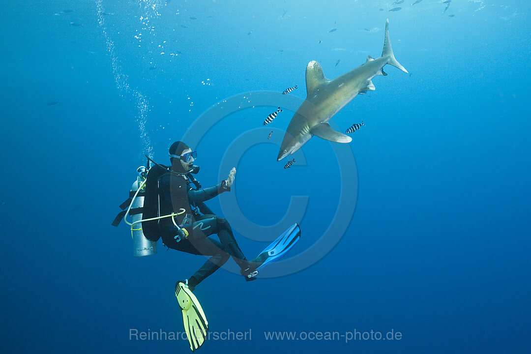 Taucher und Weissspitzen-Hochseehai, Carcharhinus longimanus, Brother Islands, Rotes Meer, Aegypten