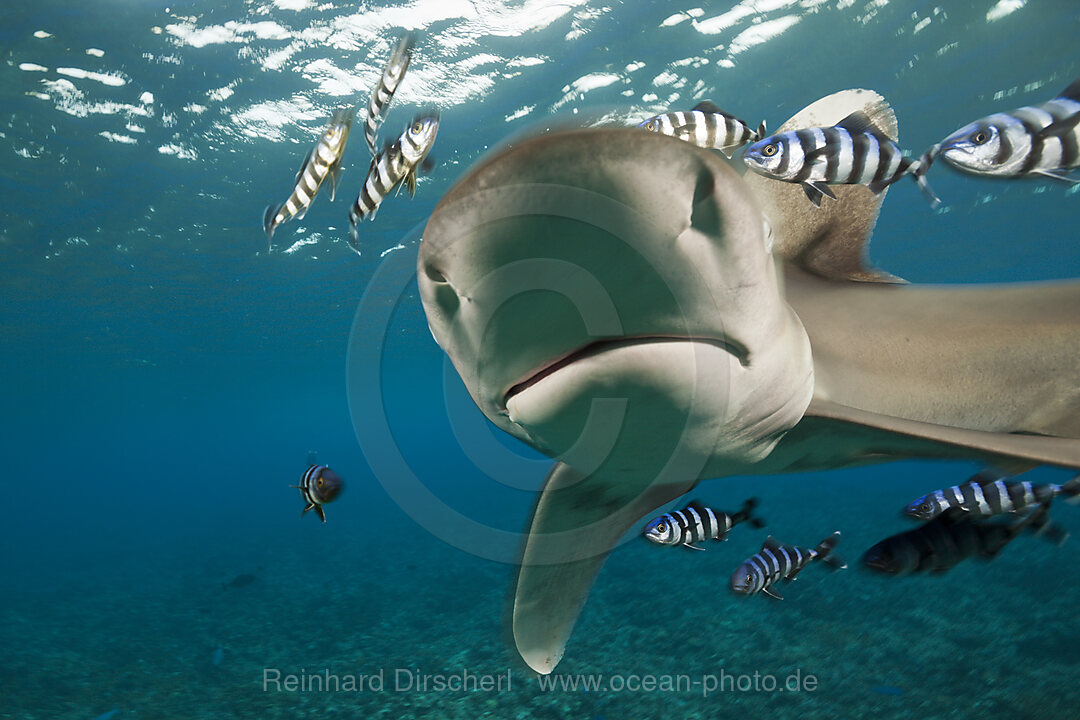 Weissspitzen-Hochseehai, Carcharhinus longimanus, Brother Islands, Rotes Meer, Aegypten