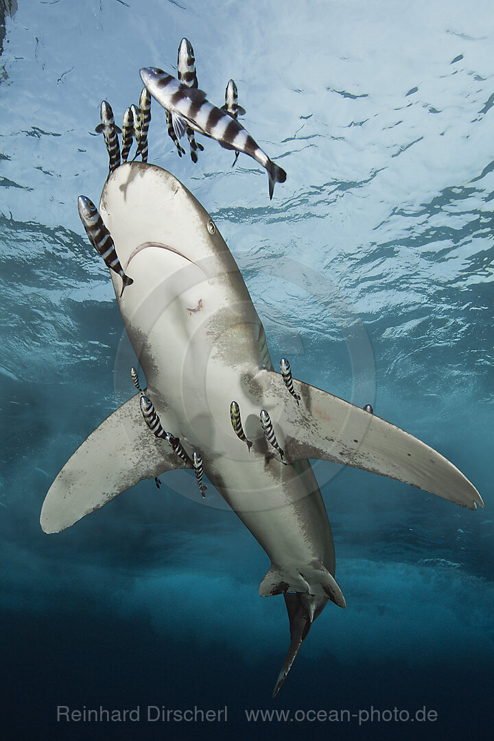 Weissspitzen-Hochseehai, Carcharhinus longimanus, Brother Islands, Rotes Meer, Aegypten