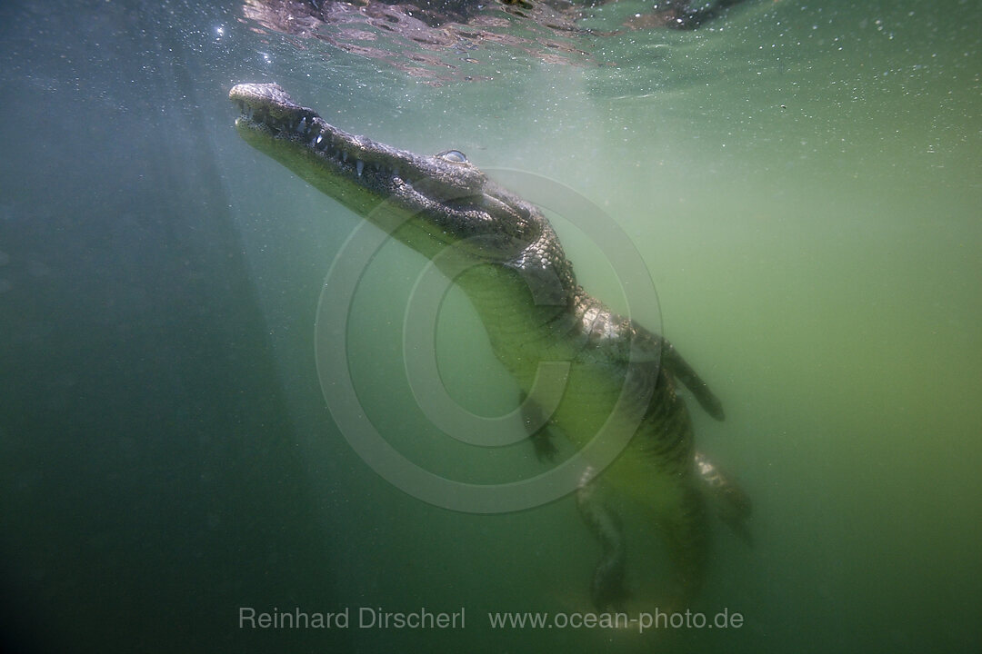 Juveniles Spitzkrokodil, Crocodylus acutus, Florida, Everglades, USA