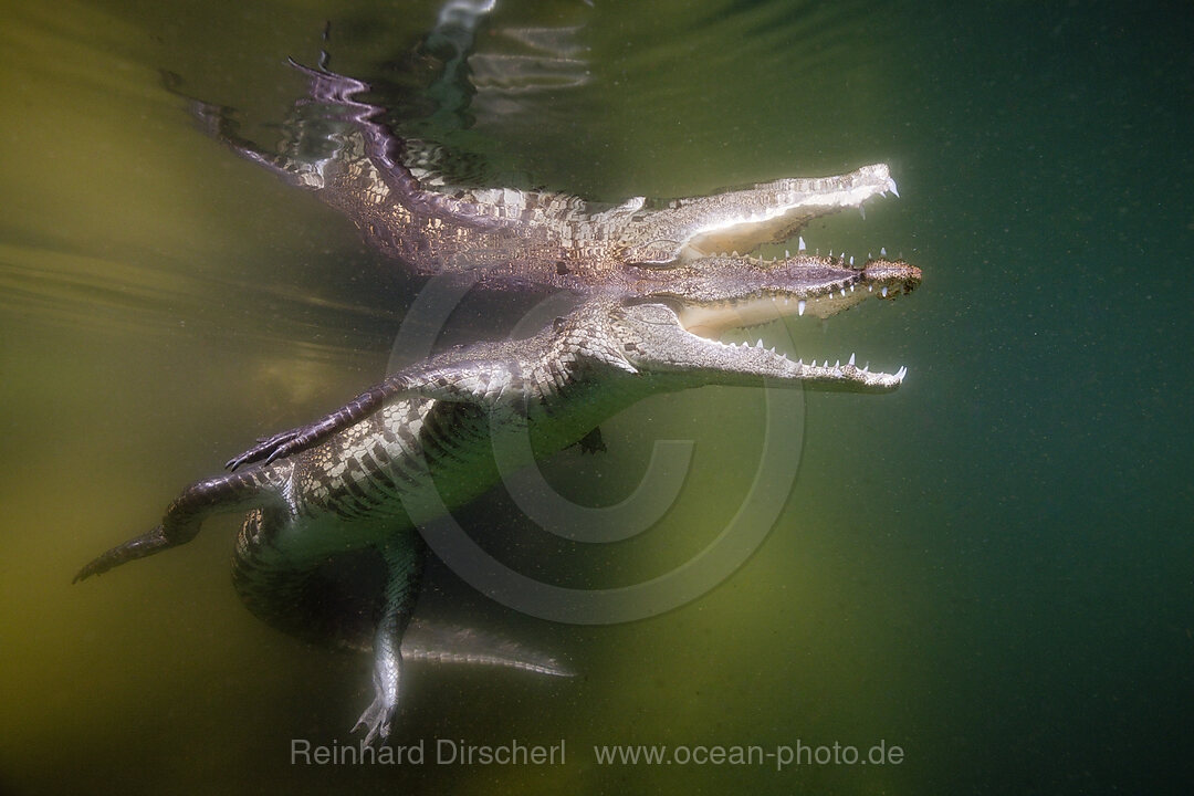 Juvenile American Crocodile, Crocodylus acutus, Florida, Everglades, USA