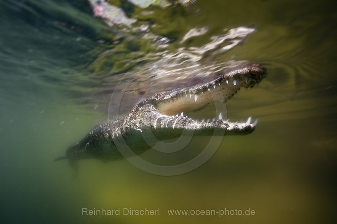 Juveniles Spitzkrokodil, Crocodylus acutus, Florida, Everglades, USA