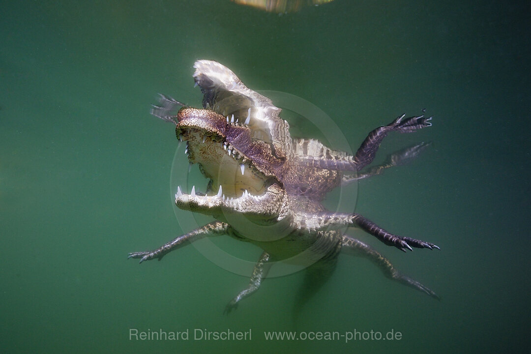 Juvenile American Crocodile, Crocodylus acutus, Florida, Everglades, USA