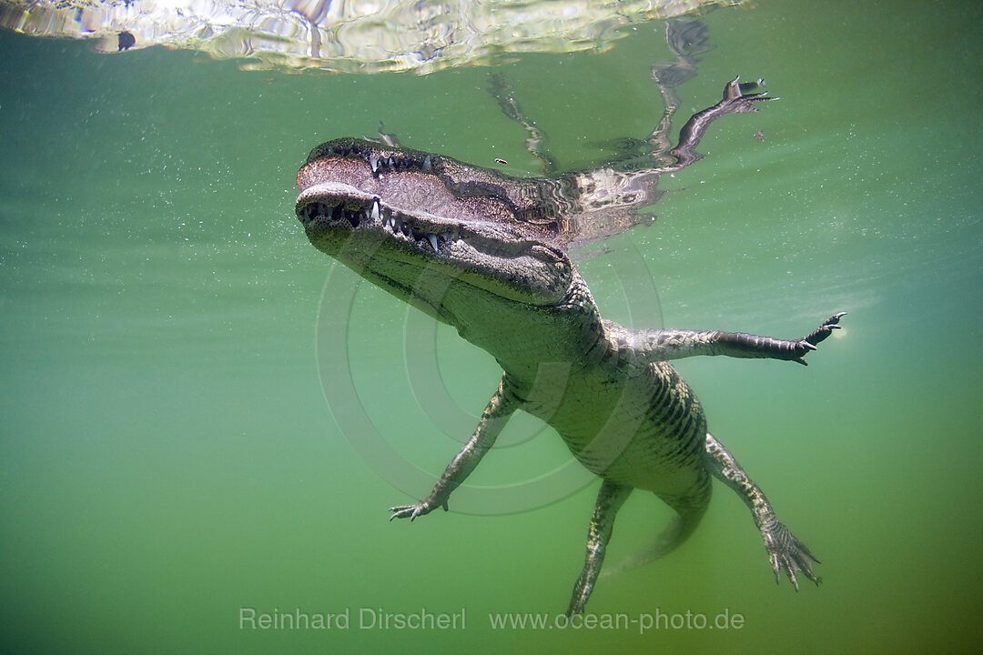 Juveniles Spitzkrokodil, Crocodylus acutus, Florida, Everglades, USA