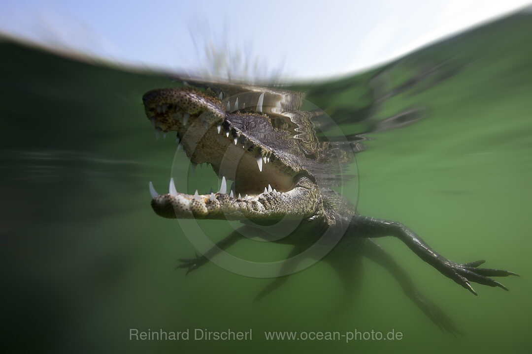 Juveniles Spitzkrokodil, Crocodylus acutus, Florida, Everglades, USA