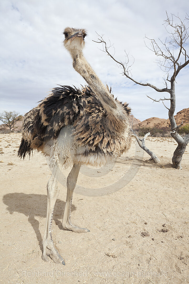 Suedafrikanischer Strauss, Struthio camelus australis, Spitzkoppe, Namibia