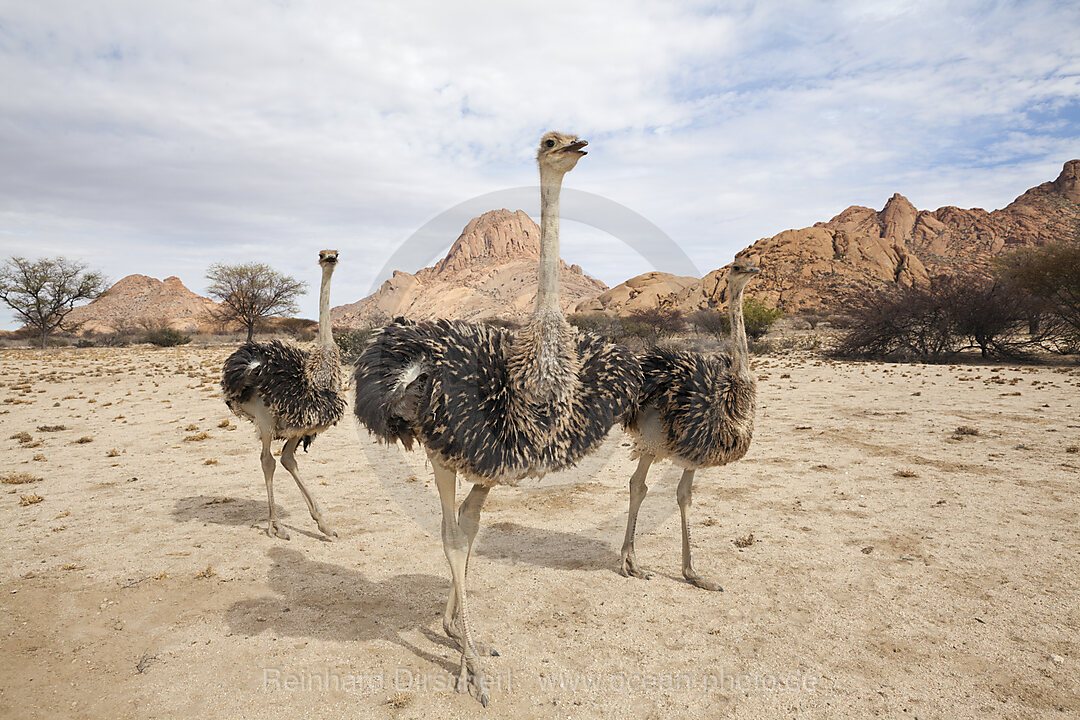 Suedafrikanische Strausse, Struthio camelus australis, Spitzkoppe, Namibia