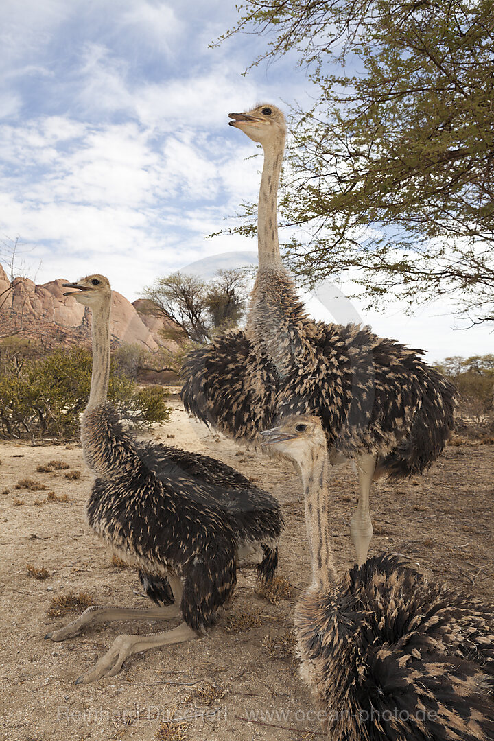 Group of South African Ostrich, Struthio camelus australis, Spitzkoppe, Namibia