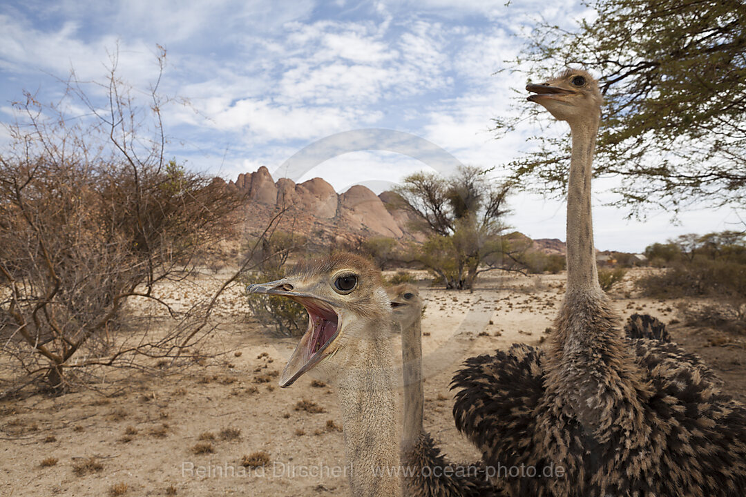 Suedafrikanische Strausse, Struthio camelus australis, Spitzkoppe, Namibia