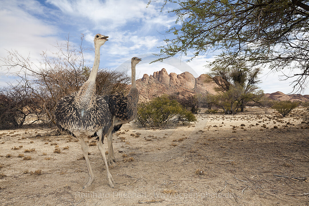 Suedafrikanische Strausse, Struthio camelus australis, Spitzkoppe, Namibia
