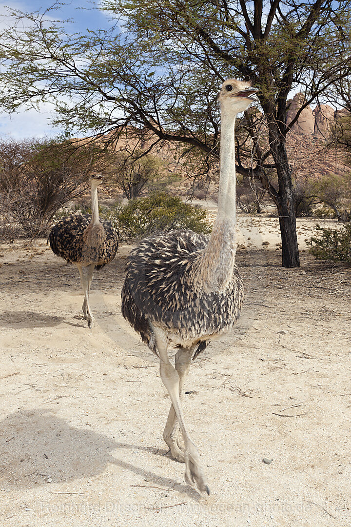 Suedafrikanische Strausse, Struthio camelus australis, Spitzkoppe, Namibia