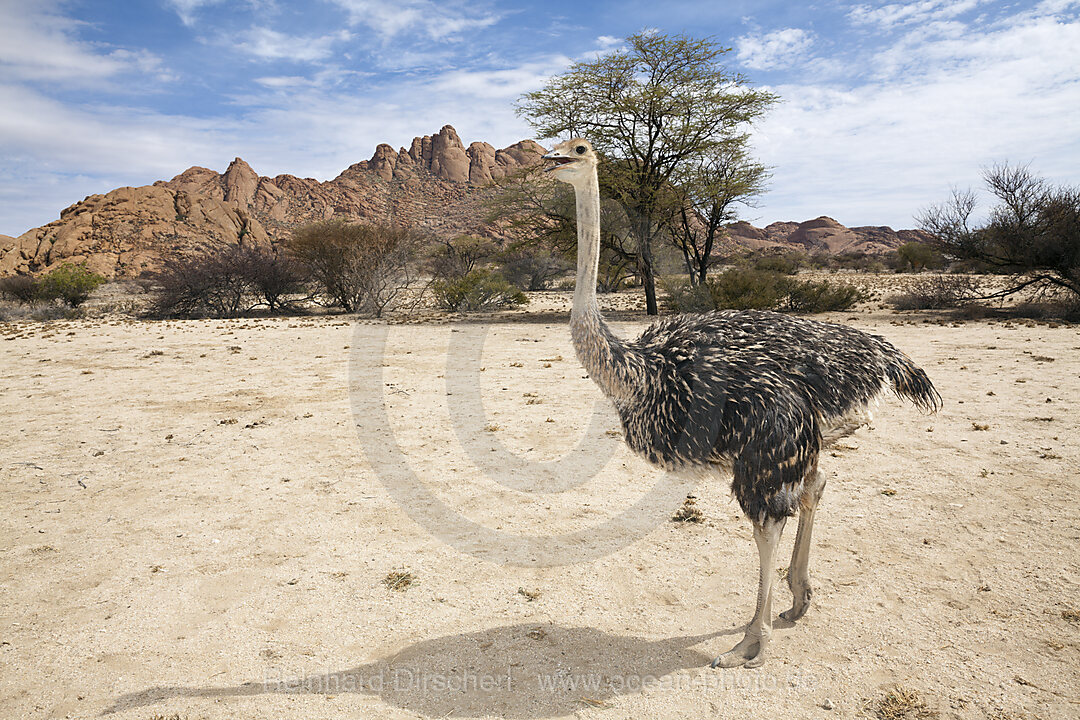 Suedafrikanischer Strauss, Struthio camelus australis, Spitzkoppe, Namibia