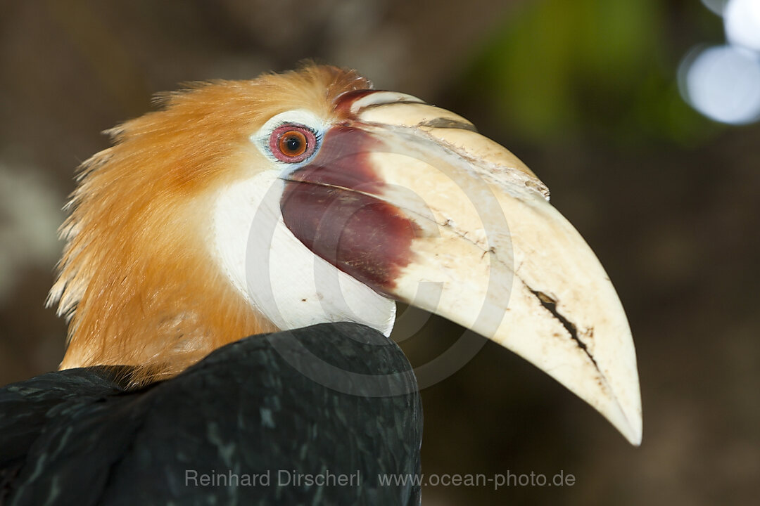 Papua-Hornvogel, Rhyticeros plicatus, Tufi, Oro Provinz, Papua Neuguinea
