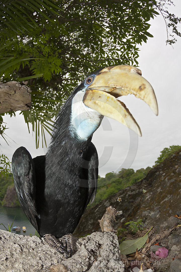 Papua-Hornvogel, Rhyticeros plicatus, Tufi, Oro Provinz, Papua Neuguinea