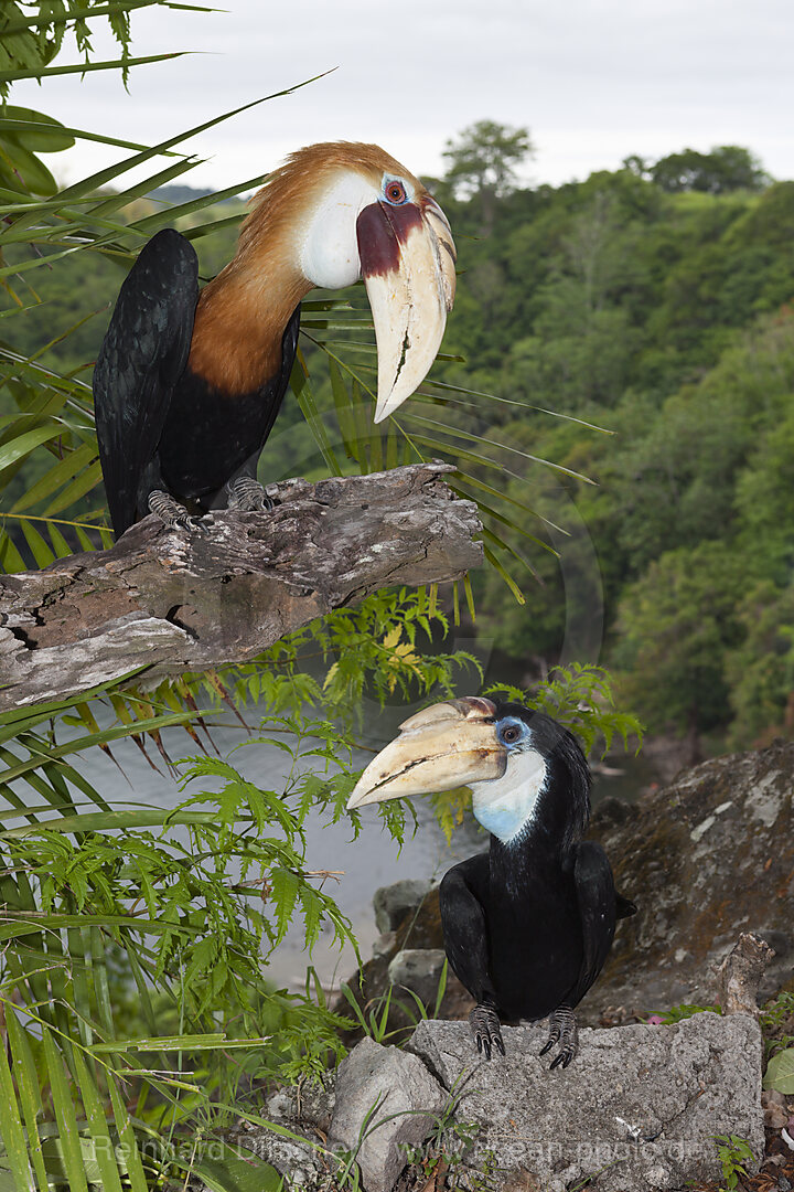 Papua-Hornvogel, Rhyticeros plicatus, Tufi, Oro Provinz, Papua Neuguinea