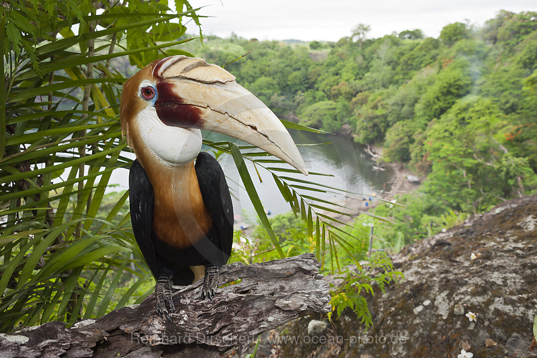 Papuan Hornbill, Rhyticeros plicatus, Tufi, Oro Province, Papua New Guinea