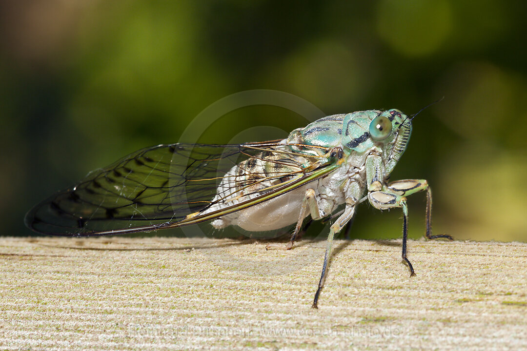Cicada, Cicadidae, Tufi, Oro Province, Papua New Guinea