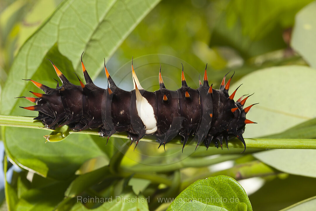 Raupe des Koenigin-Alexandra-Vogelfalter, Ornithoptera alexandrae, Tufi, Oro Provinz, Papua Neuguinea