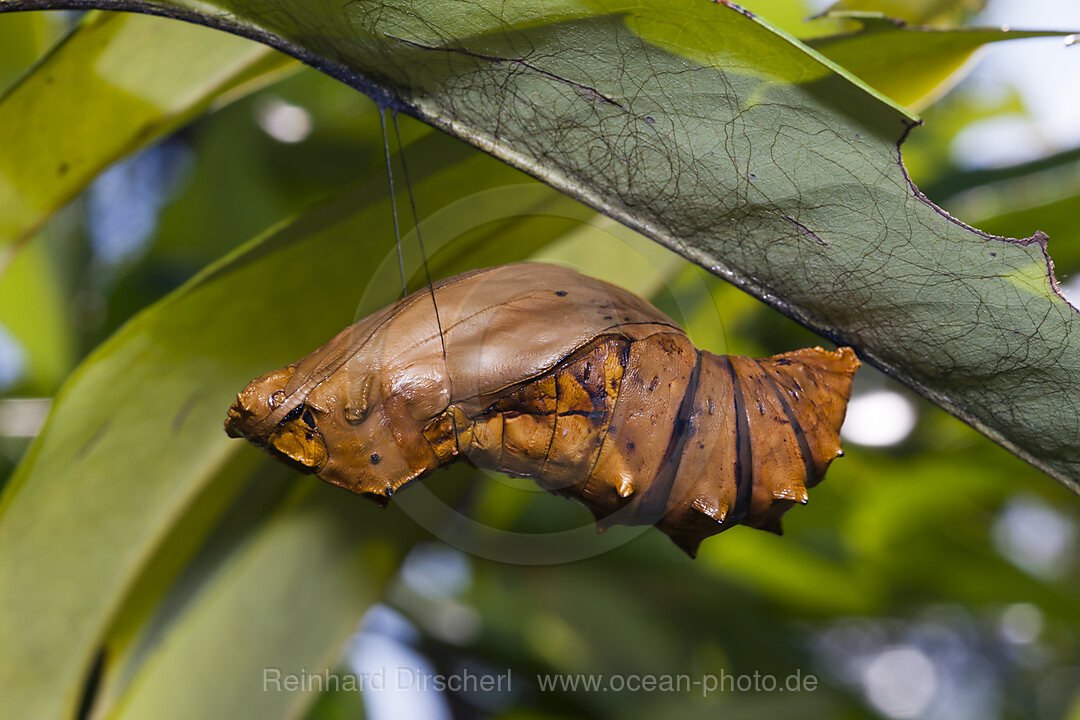 Puppe des Koenigin-Alexandra-Vogelfalter, Ornithoptera alexandrae, Tufi, Oro Provinz, Papua Neuguinea