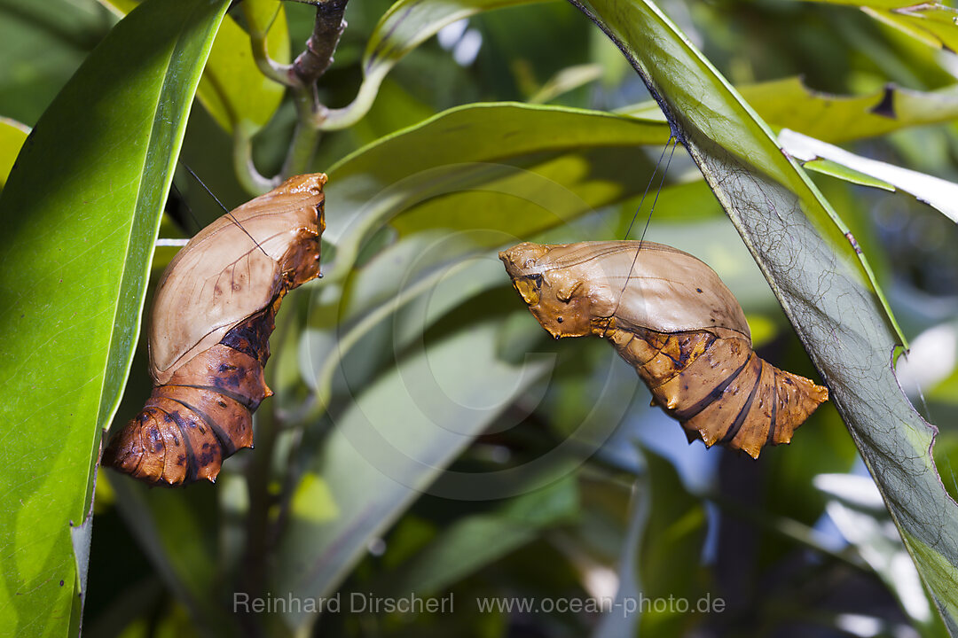 Puppe des Koenigin-Alexandra-Vogelfalter, Ornithoptera alexandrae, Tufi, Oro Provinz, Papua Neuguinea