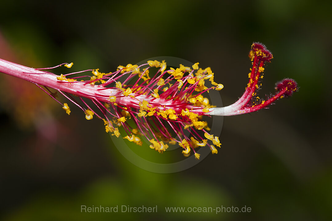Rote Hibiskusbluete, Hibiscus sp., Tufi, Oro Provinz, Papua Neuguinea
