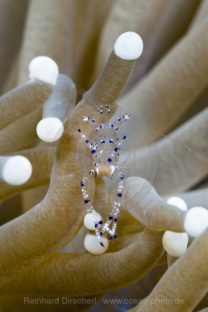 Partnergarnele in Pilzkoralle, Periclimenes sp., Tufi, Salomonensee, Papua Neuguinea