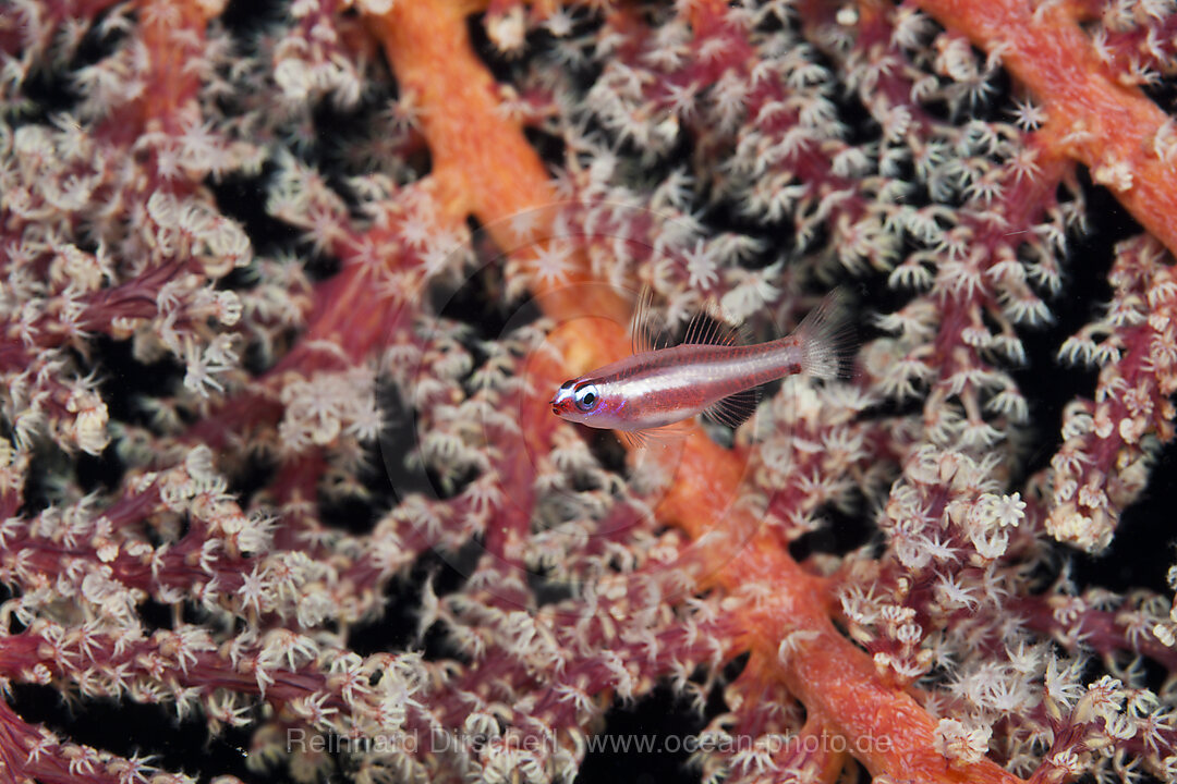 Rosastreifen-Zwerggrundel, Eviota bifasciata, Tufi, Salomonensee, Papua Neuguinea