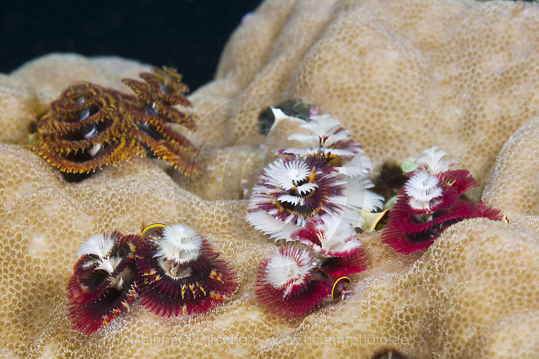 Bunte Spiralroehrenwuermer, Spirobranchus giganteus, Tufi, Salomonensee, Papua Neuguinea