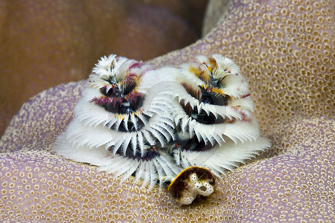 Bunter Spiralroehrenwurm, Spirobranchus giganteus, Tufi, Salomonensee, Papua Neuguinea
