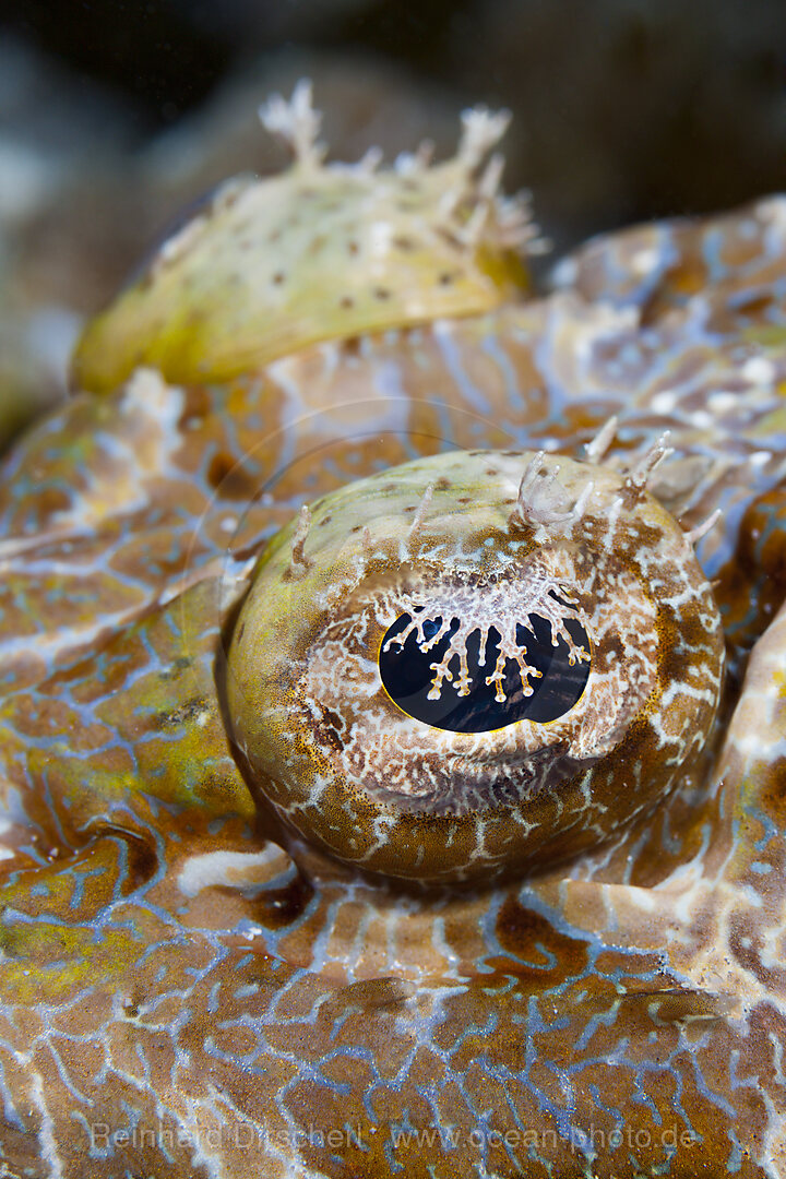 Beauforts Crocodilefish, Cymbacephalus beauforti, Tufi, Solomon Sea, Papua New Guinea