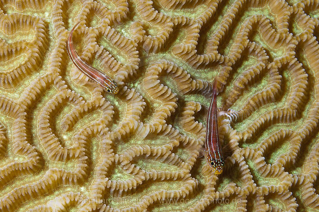 Gestreifte Dreiflosser, Helcogramma striata, Tufi, Salomonensee, Papua Neuguinea