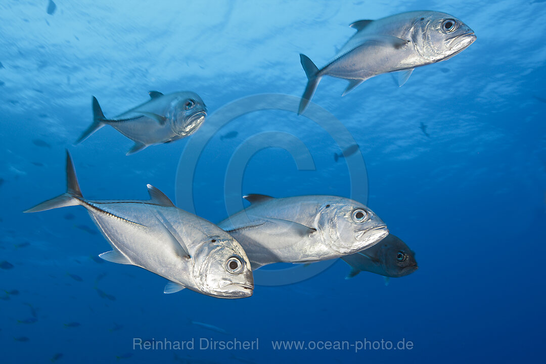 Shoal of Bigeye Trevally, Caranx sexfasciatus, Tufi, Solomon Sea, Papua New Guinea