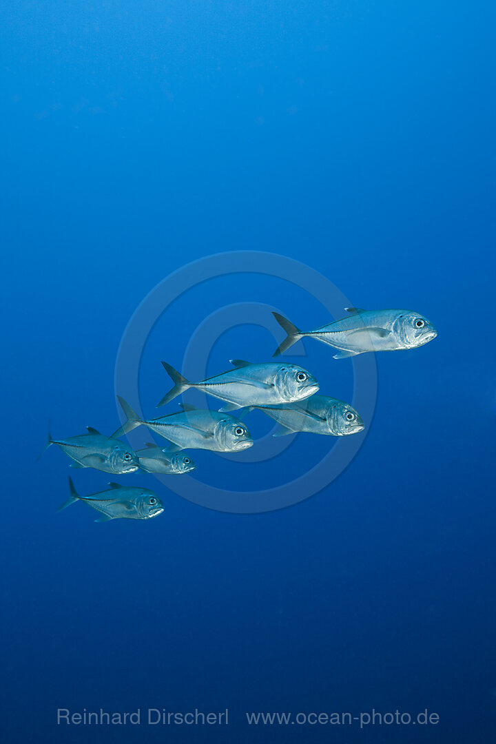 Schwarm Großaugen-Stachelmakrelen, Caranx sexfasciatus, Tufi, Salomonensee, Papua Neuguinea