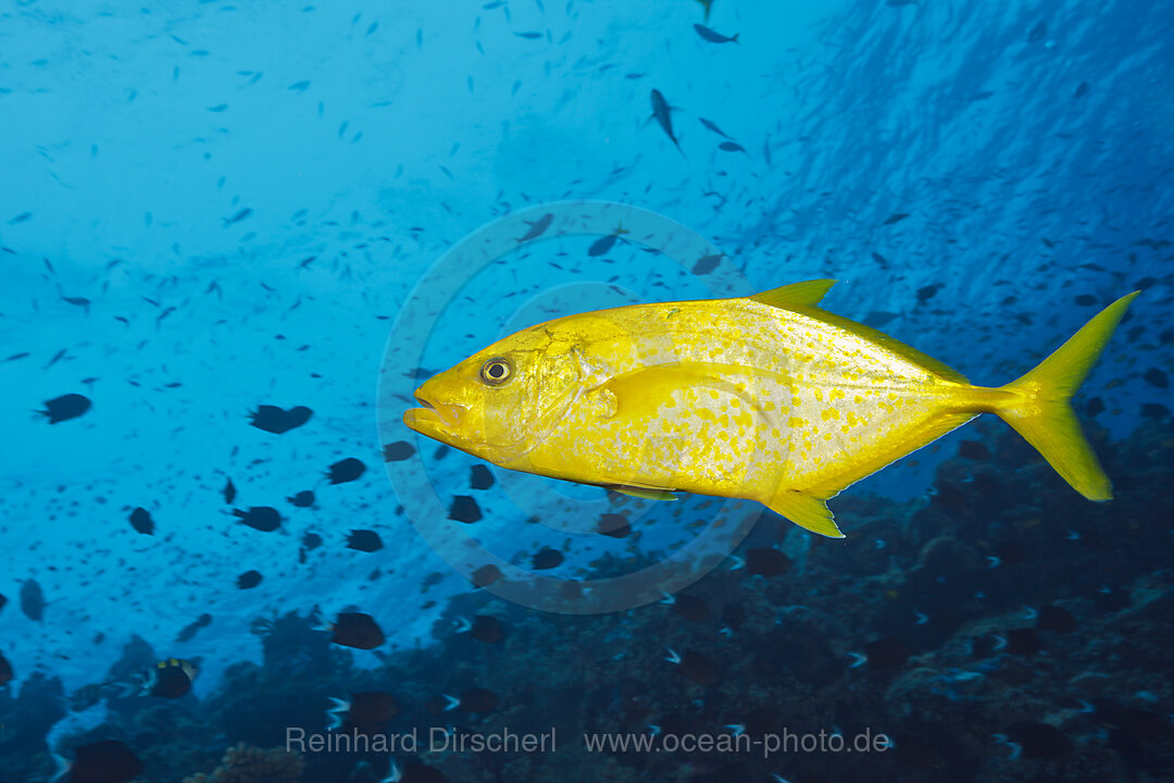 Orangespotted Trevally, Carangoides bajad, Tufi, Solomon Sea, Papua New Guinea