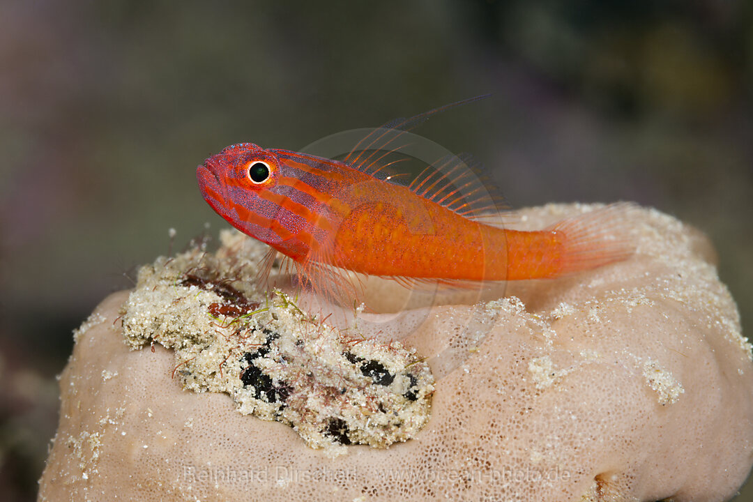 Stripeheaded Goby, Trimma striatum, Tufi, Solomon Sea, Papua New Guinea