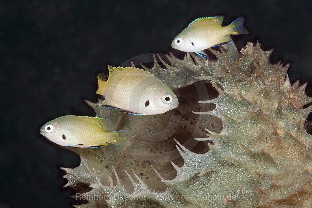 Schwarzachsel-Demoisellen, Pomacentrus nigromanus, Tufi, Salomonensee, Papua Neuguinea