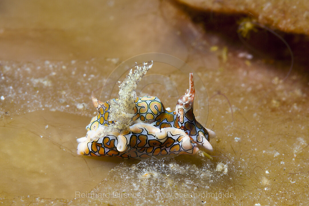 Psychedelic Batwing Slug, Sagaminopteron psychedelicum, Tufi, Solomon Sea, Papua New Guinea