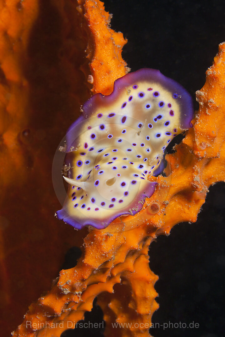 Dorid Nudibranch, Chromodoris kuniei, Tufi, Solomon Sea, Papua New Guinea
